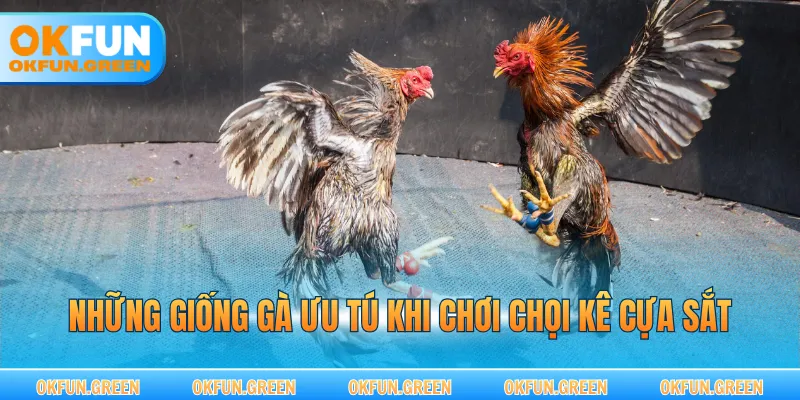 Những giống gà ưu tú khi chơi chọi kê cựa sắt